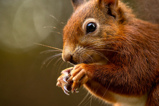 Close up profile of a cute red squirrel eating