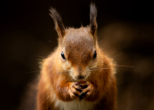Close up of a cute red squirrel eating a nut