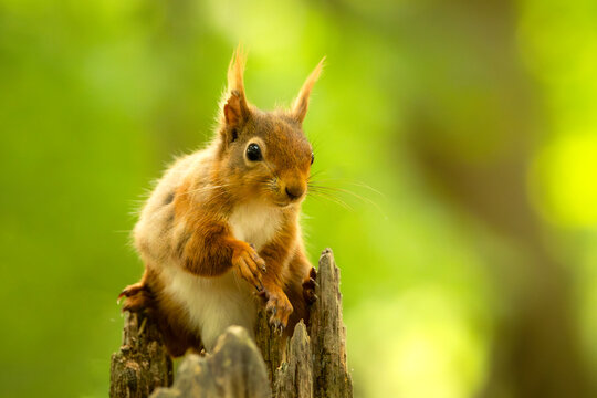 Curious red squirrel perched on a wooden post in the forest