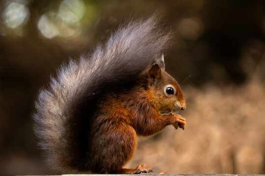 Adorable red squirrel with fluffy tail sits outside