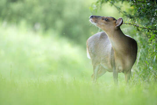 Reeves's muntjac deer browsing in a lush green field