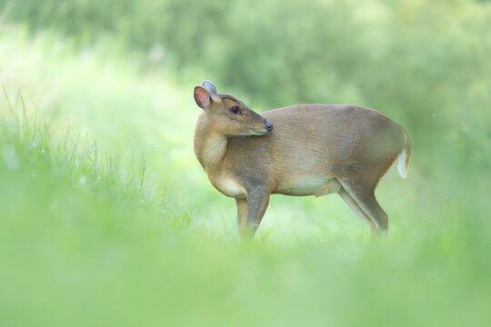 A Muntjac deer stands in a lush green grassy field
