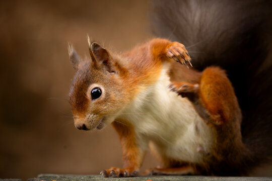 Adorable red squirrel scratching an itch with its foot