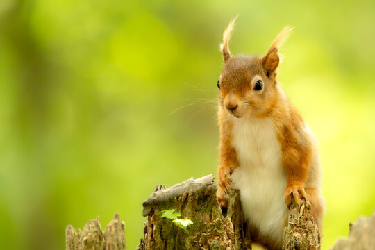 Adorable red squirrel perched on an old tree stump