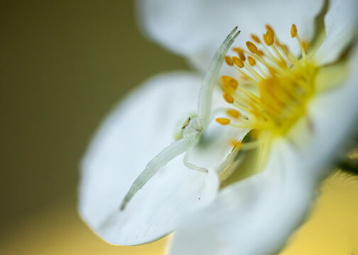 A tiny white crab spider waits patiently on a flower petal