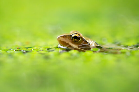 A small brown frog peeking from a green pond