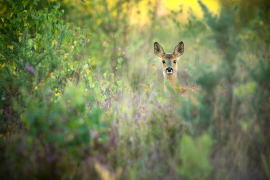 A curious roe deer peeking through lush green foliage