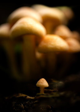 A tiny mushroom stands out from the crowd
