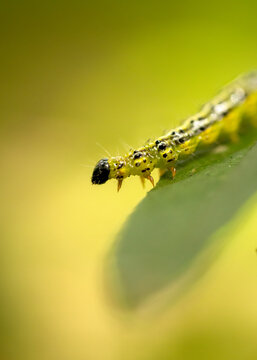 Small green caterpillar with black spots crawling on a leaf