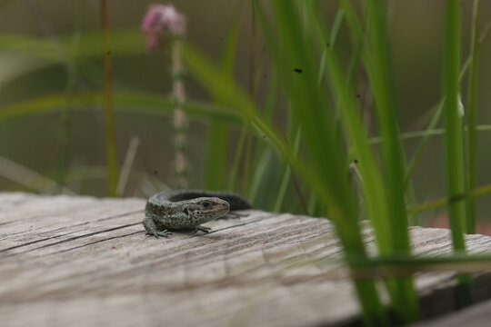 A small lizard rests on a weathered wooden plank