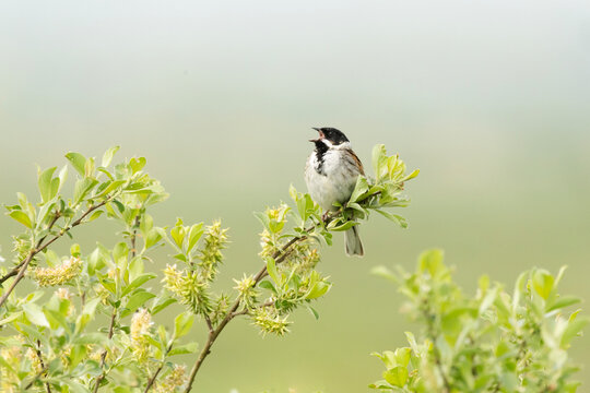 A common reed bunting bird singing from a willow branch in spring
