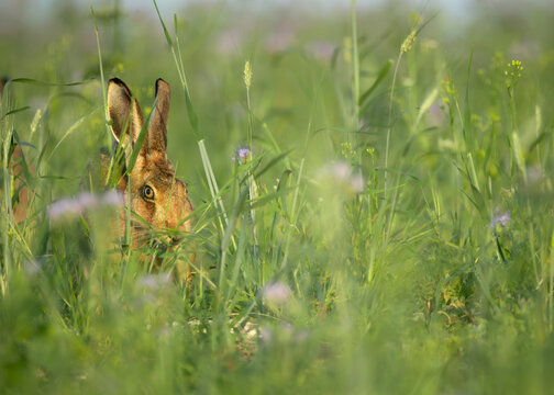 A wild hare cautiously watching from tall green grass