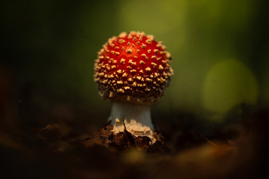 Single red fly agaric mushroom growing in a dark forest