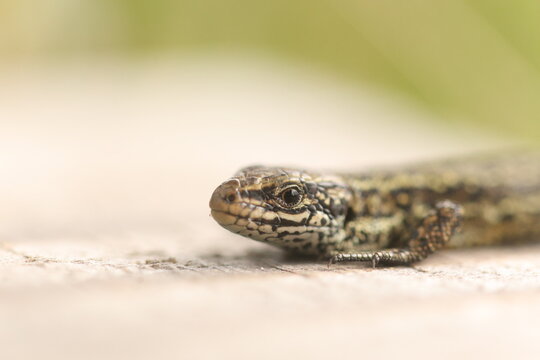 Macro photo of a small common lizard's face