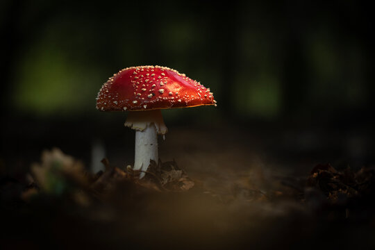 A single red fly agaric mushroom in a dark forest