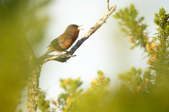 A small Dartford Warbler singing on a branch