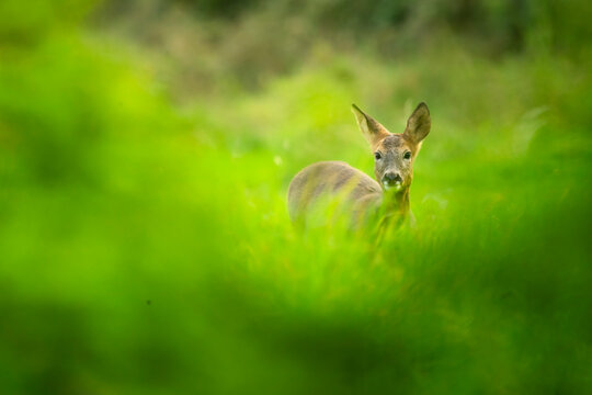 Curious roe deer looking back in a lush green meadow