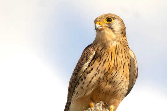 Close up portrait of a beautiful common kestrel