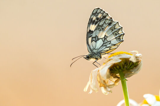 Marbled white butterfly resting on a wilting flower