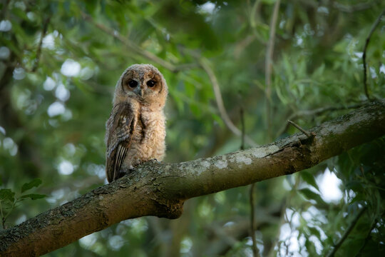 A young tawny owl sitting on a tree branch