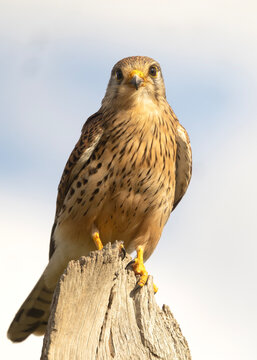 A common kestrel perched on a wooden post