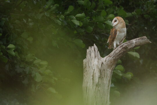 A barn owl perches on a broken tree branch