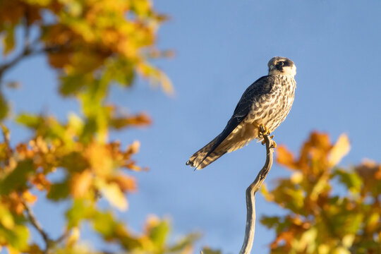 Merlin falcon perched on a dead branch in autumn sunlight