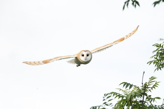 Barn owl flying forward with wings outstretched against a white sky