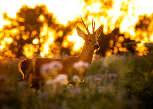 A roe deer buck in a meadow at golden hour