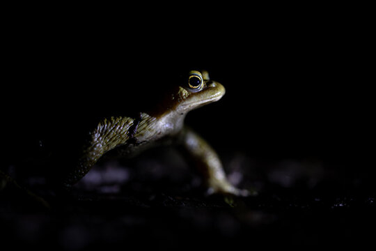 Close up of a small frog emerging from the darkness