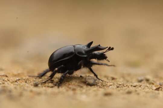 Shiny black horned dung beetle on sandy ground