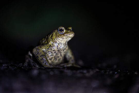 Close up of a common toad sitting on the ground at night