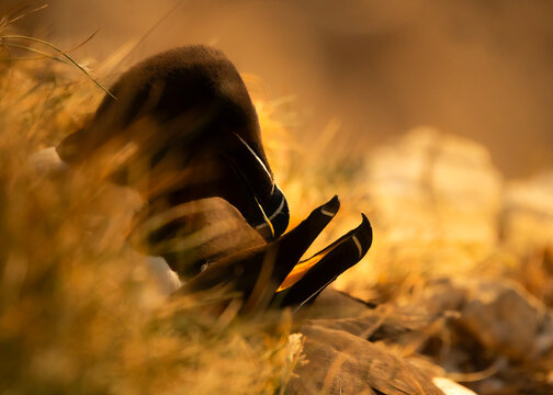 Albatross preening its feathers in tall golden grass