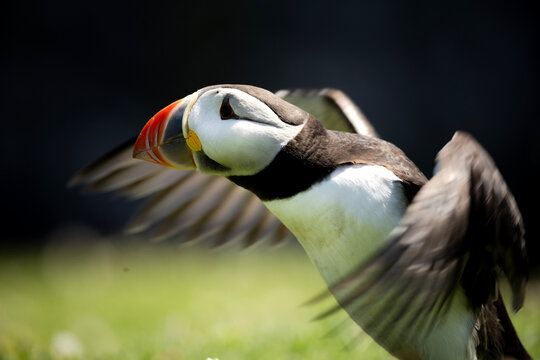 Close up of a puffin flapping its wings