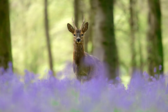 Male roe deer stands in a dreamy bluebell wood