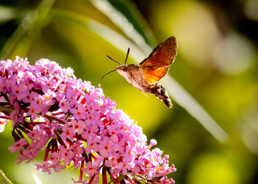 Hummingbird hawk moth hovering by a pink flower
