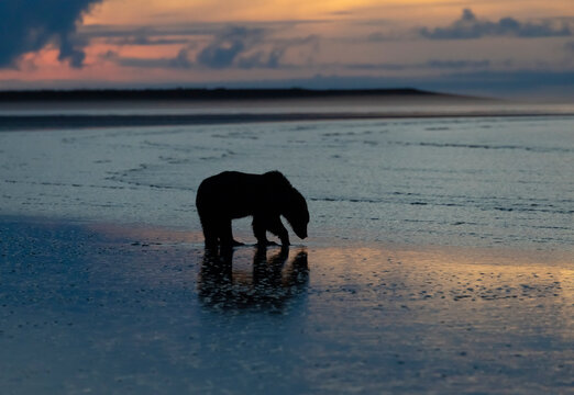 Alaska Brown Bear Digging Clams at Low Tide Sunrise