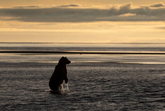 Grizzly bear standing in shallow water at sunrise