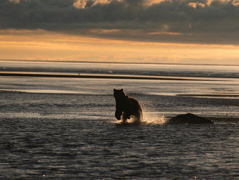 Backlit brown bear runs through shallow water at sunrise