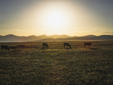 Cows grazing in a wide open field at sunset