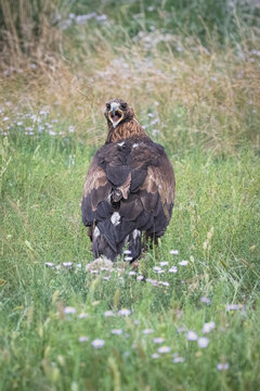 Golden eagle turns and calls in a grassy meadow
