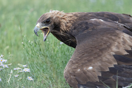 Close up of a golden eagle screaming fiercely