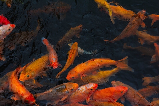 School of colorful koi fish swimming in a dark pond