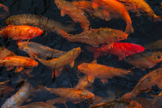 Colorful koi carp swimming in a dark pond