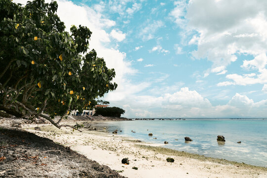 Lush green tree on a peaceful tropical beach