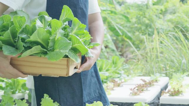 Organic farming, salad farm. Farmers harvest salad vegetables into wooden boxes in rainy. Hydroponics vegetable grow naturally. greenhouse garden, Ecological Biological, Healthy, Vegetarian, ecology
