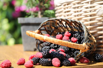 Fresh organic blackberries and raspberries spilling out of small wicker basket on wooden table in sunny summer garden, berry harvest composition © Andrii