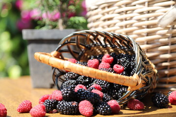 Fresh organic blackberries and raspberries spilling out of small wicker basket on wooden table in sunny summer garden, berry harvest composition © Andrii