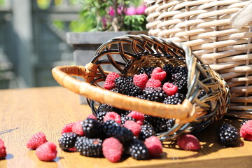 Fresh organic blackberries and raspberries spilling out of small wicker basket on wooden table in sunny summer garden, berry harvest composition © Andrii