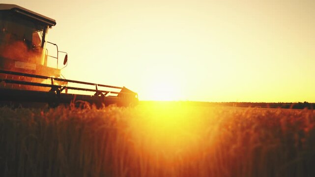 Beautiful agricultural fields in harvest season, tractor moving in farmland. Bright sun illuminating golden fields, harvester combine cutting ripe rye ears, growing cereals for bread production